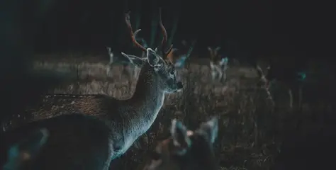 Охота